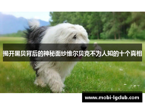 揭开黑贝背后的神秘面纱维尔贝克不为人知的十个真相